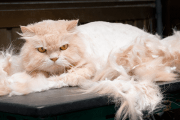 ¿Cómo podemos evitar la caída del pelo en nuestros felinos?
