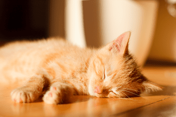 ¿Por qué duermen tanto los gatitos?