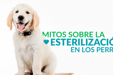Mitos sobre la esterilización en los perros