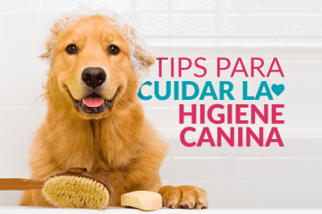 Tips para cuidar la higiene canina