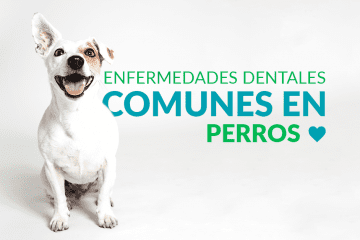 Enfermedades dentales comunes en perros