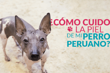 ¿Cómo cuido la piel de mi perro peruano?