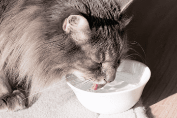 ¿Por qué es importante hidratar a mi gato?