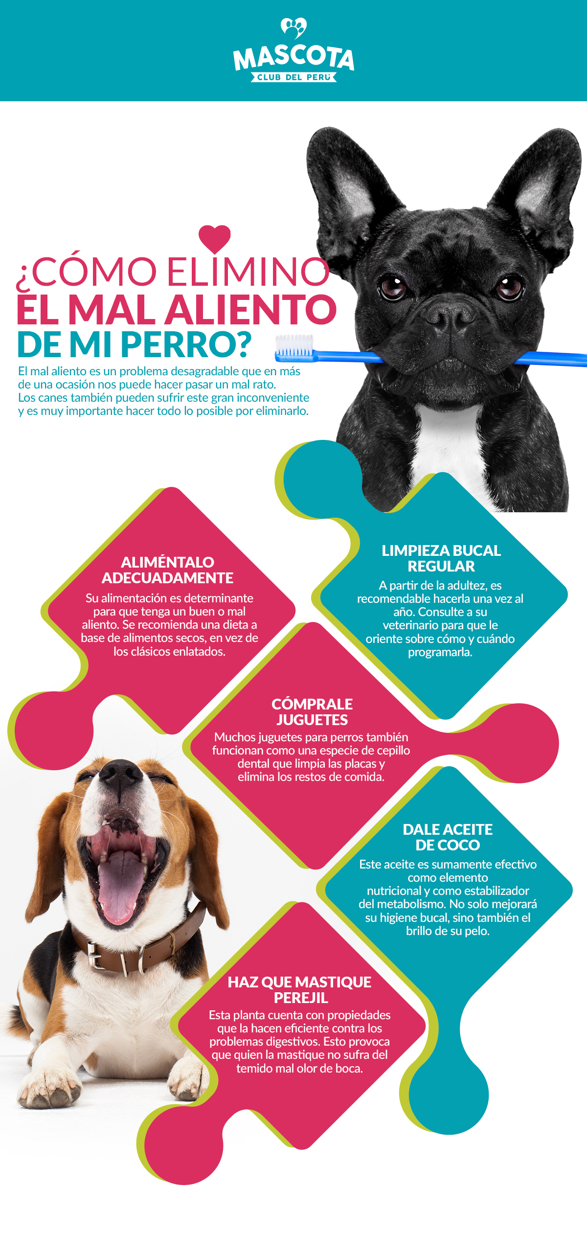 Escrupuloso morfina Soplar Cómo elimino el mal aliento de mi perro? - Mascota Club del Perú