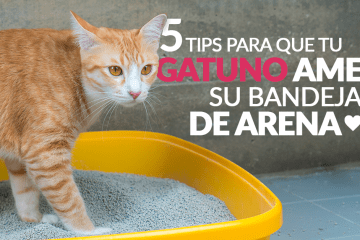 ¡5 tips para que tu gatuno ame su bandeja de arena!