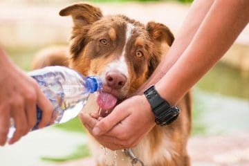 ¿La deshidratación en mascotas, es peligrosa?