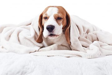 6 Causas que originan tos en los perritos