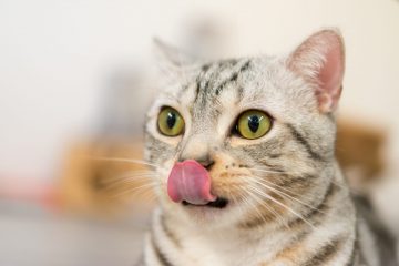¿Qué hacer si tu gatito no quiere comer?