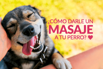 ¿Cómo darle un masaje a tu perro?