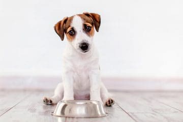 Cómo cambiar correctamente la comida de tu mascota