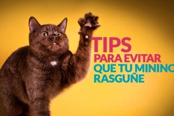 Tips para que tu gatito no rasguñe