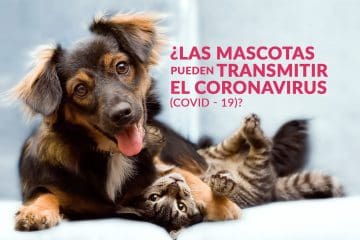 ¿Las mascotas pueden transmitir el coronavirus (COVID – 19)?