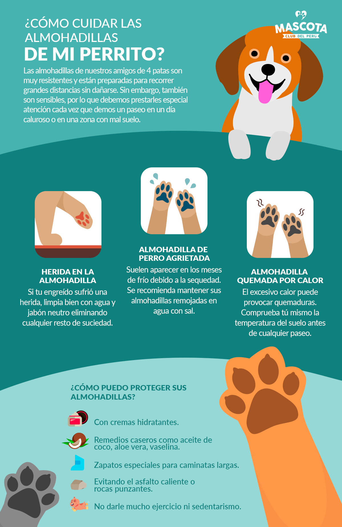 ¿Cómo cuidar las almohadillas de mi perrito? - Mascota Club del Perú Como Curar Las Arcadas De Mi Perro