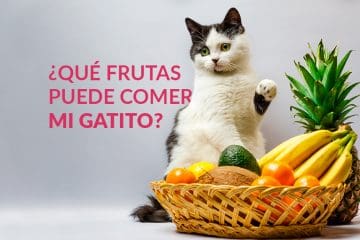 ¿Qué frutas puede comer mi gatito?