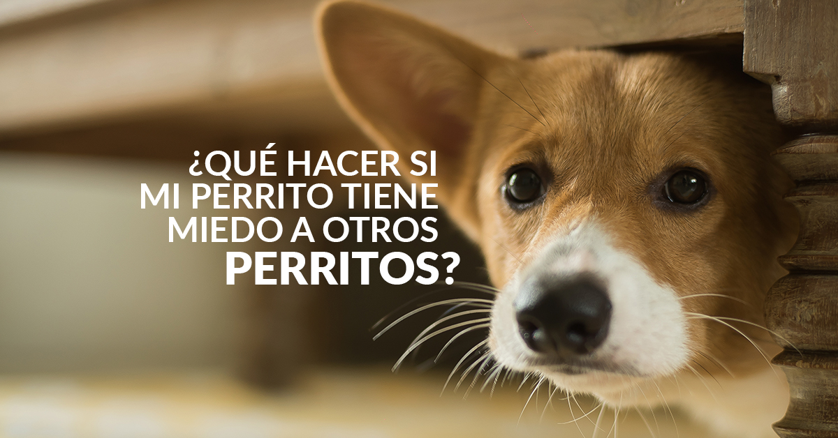 Qué hacer si mi perro tiene miedo a otros perros? - Mascota Club del Perú