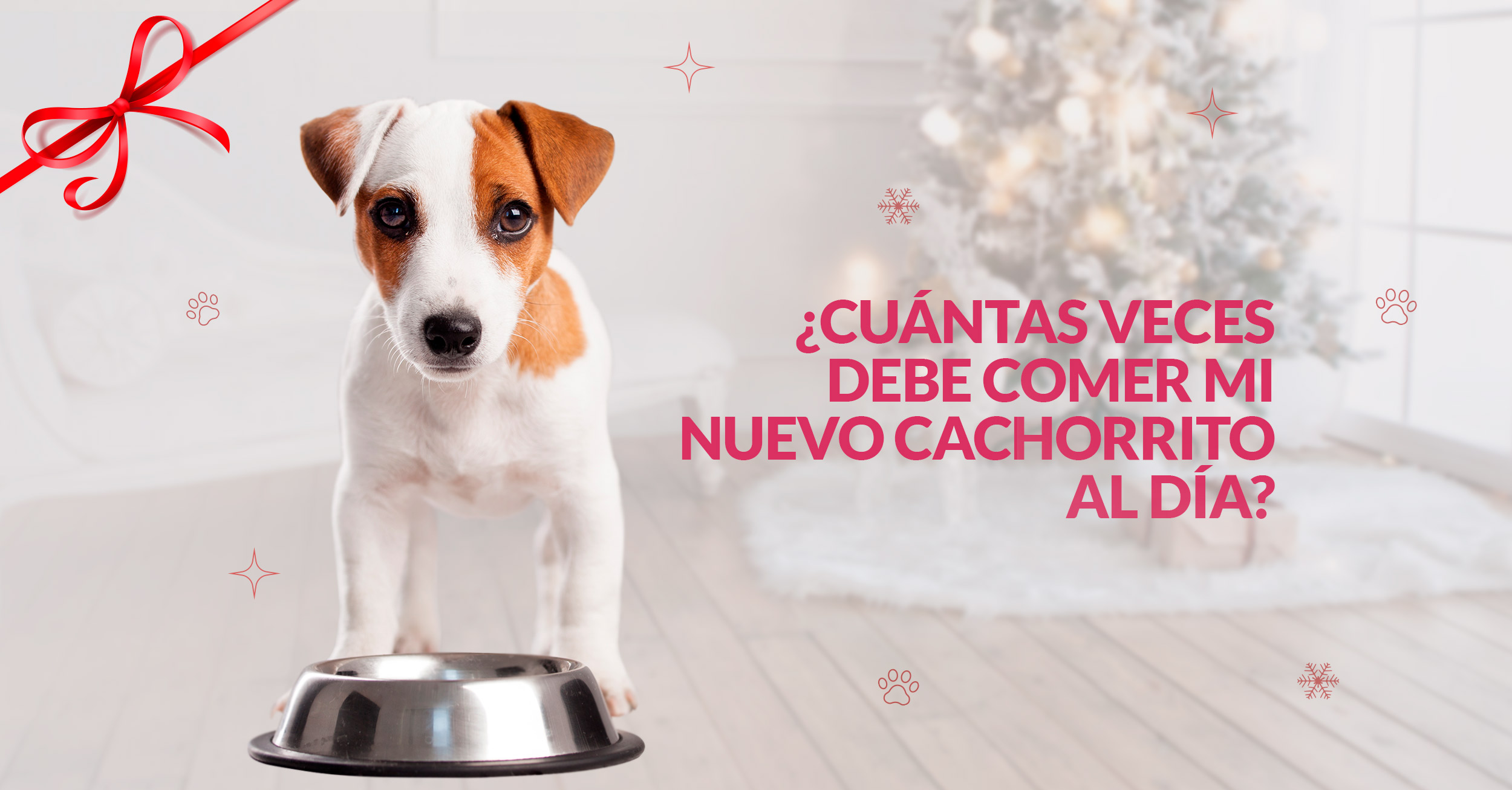 Tecnología vacío La nuestra Cuántas veces debe comer mi nuevo cachorrito al día? - Mascota Club del Perú