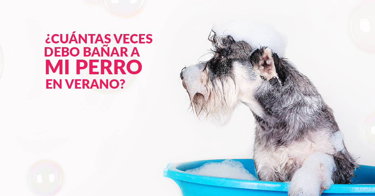 Cuántas veces debo bañar a mi perro en verano? Mascota Club del Perú