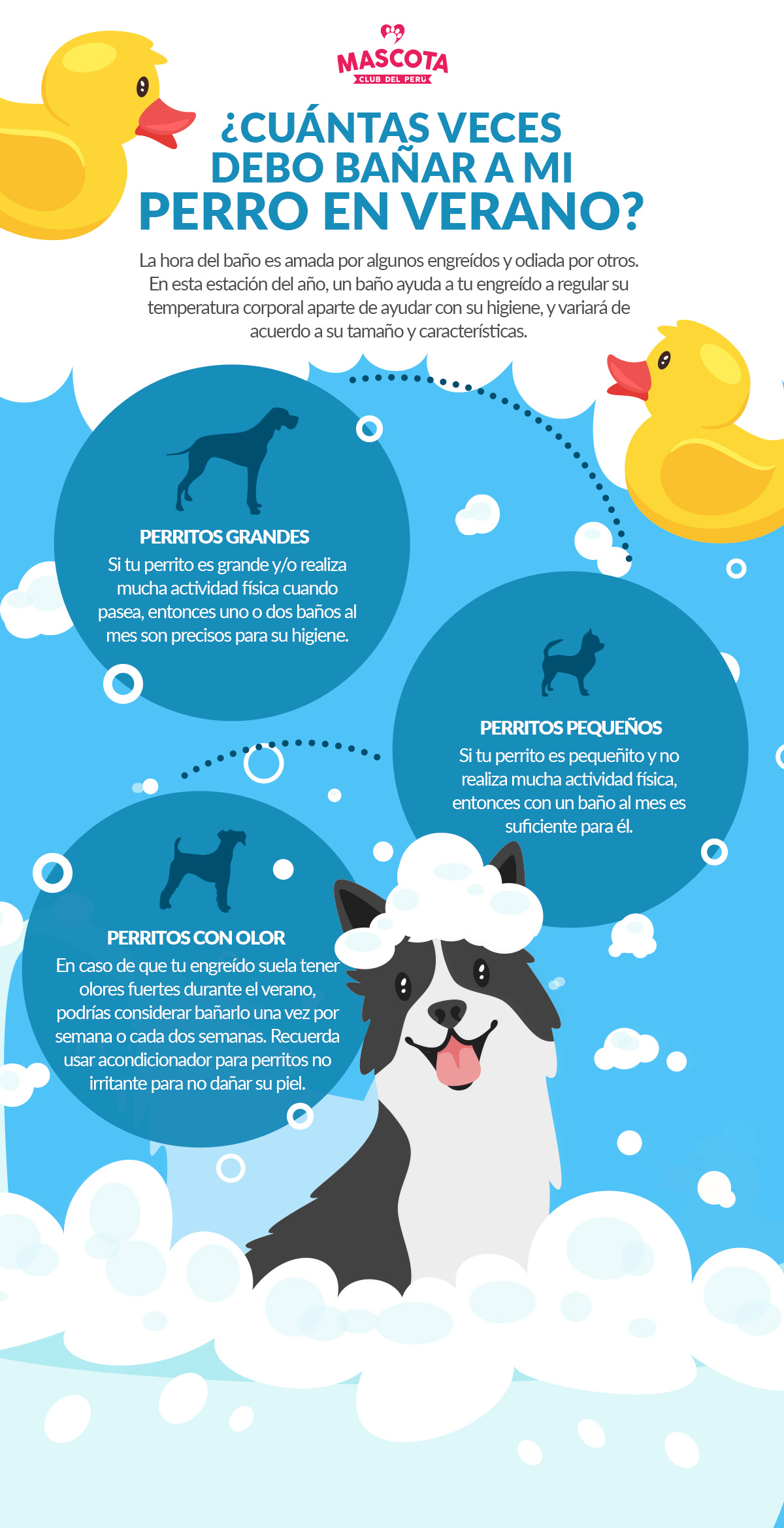 Cuántas debo bañar perro en verano? - Mascota Club del Perú
