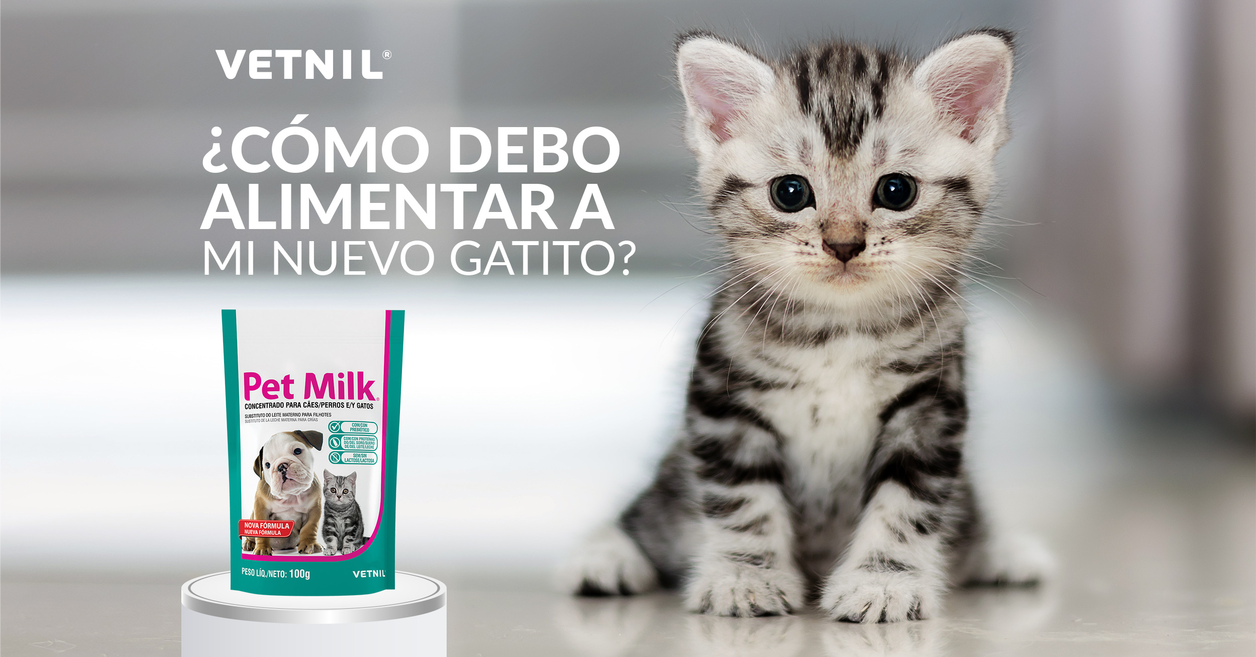 puesta de sol crisis Final Cómo debo alimentar a mi nuevo gatito? - Mascota Club del Perú