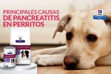 Principales causas de pancreatitis en perritos