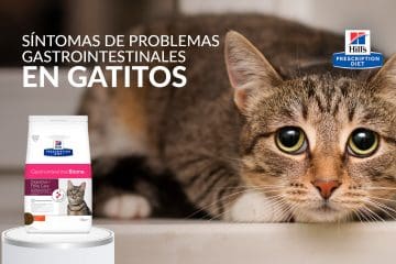 Síntomas de problemas gastrointestinales en gatitos