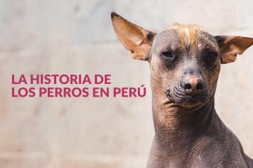 La historia de los perros en Perú