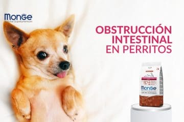 Síntomas de la obstrucción intestinal en perros
