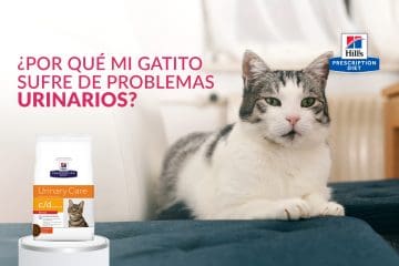 ¿Por qué mi gatito sufre de problemas urinarios?