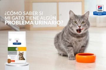 ¿Cómo saber si mi gato tiene algún problema urinario?