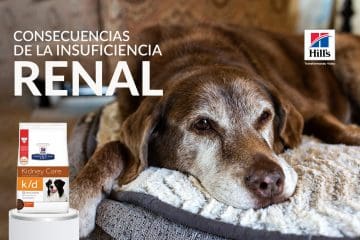 Consecuencias de la insuficiencia renal en mascotas