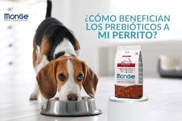 ¿Cómo benefician los prebióticos a mi perrito?