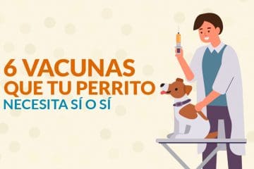 6 vacunas que tu perrito necesita sí o sí