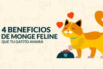 4 Beneficios de Monge Feline que tu gatito amará