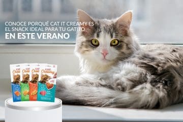 Conoce por qué Cat It Creamy es el snack ideal para tu gatito en este verano.
