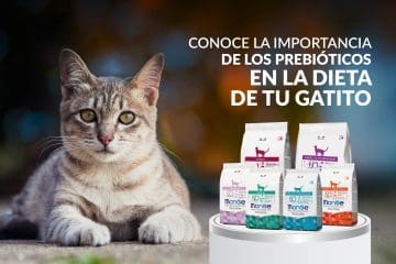 Conoce la importancia de los prebióticos en la dieta de tu gatito