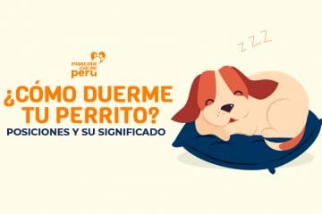 ¿Cómo duerme tu perrito?  Posiciones y su significado