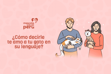 ¿Cómo decirle te amo a tu gato en su lenguaje?
