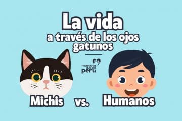 La vida a través de los ojos gatunos: Michis vs. Humanos